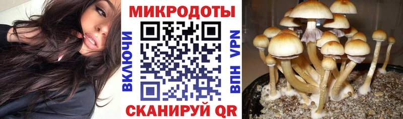 купить наркотик  kraken сайт  Псилоцибиновые грибы Psilocybe  Минусинск 